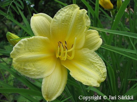 Tarhapivnlilja, Hemerocallis Hybrida-Ryhm 'Eenie Weenie'